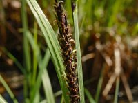 Carex elata 44, Stijve zegge, Saxifraga-Ed Stikvoort