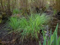 Carex elata 45, Stijve zegge, Saxifraga-Ed Stikvoort