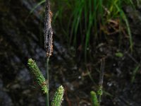 Carex elata 46, Stijve zegge, Saxifraga-Ed Stikvoort