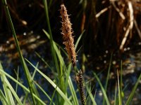 Carex elata 47, Stijve zegge, Saxifraga-Ed Stikvoort