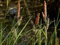 Carex elata 49, Stijve zegge, Saxifraga-Ed Stikvoort