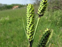 Carex elata 5, Stijve zegge, Saxifraga-Jasenka Topic