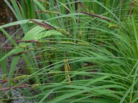 Carex elata 51, Stijve zegge, Saxifraga-Ed Stikvoort