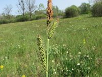 Carex elata 6, Stijve zegge, Saxifraga-Jasenka Topic