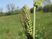 Carex elata 7, Stijve zegge, Saxifraga-Jasenka Topic