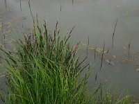 Carex elata 8, Stijve zegge, Saxifraga-Hans Boll