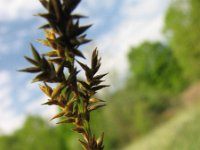 Carex elongata 1, Elzenzegge, Saxifraga-Jasenka Topic