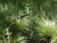 Carex elongata 2, Elzenzegge, Saxifraga-Peter Meininger