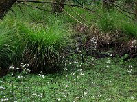 Carex elongata 20, Elzenzegge, Saxifraga-Hans Boll
