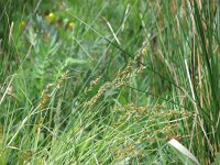 Carex elongata 3, Elzenzegge, Saxifraga-Jasenka Topic