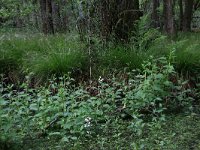 Carex elongata 30, Elzenzegge, Saxifraga-Hans Boll