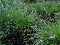 Carex elongata 31, Elzenzegge, Saxifraga-Hans Boll