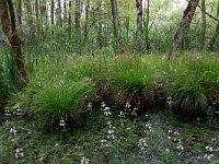 Carex elongata 33, Elzenzegge, Saxifraga-Hans Boll