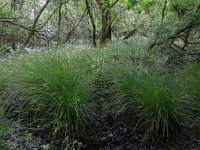 Carex elongata 38, Elzenzegge, Saxifraga-Hans Boll