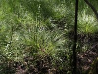 Carex elongata 4, Elzenzegge, Saxifraga-Peter Meininger