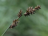 Carex elongata 6, Elzenzegge, Saxifraga-Peter Meininger