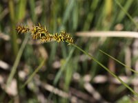 Carex elongata 7, Elzenzegge, Saxifraga-Peter Meininger