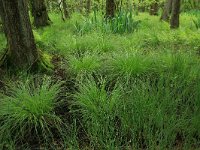 Carex elongata 9, Elzenzegge, Saxifraga-Hans Boll