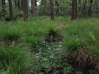 Carex elongata 14, Elzenzegge, Saxifraga-Hans Boll