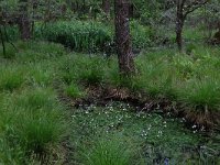 Carex elongata 15, Elzenzegge, Saxifraga-Hans Boll