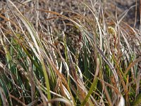 Carex ericetorum 11, Heidezegge, Saxifraga-Mark Zekhuis