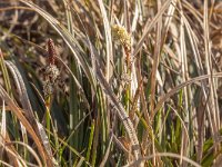 Carex ericetorum 12, Heidezegge, Saxifraga-Mark Zekhuis