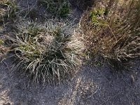 Carex ericetorum 2, Heidezegge, Saxifraga-Mark Zekhuis