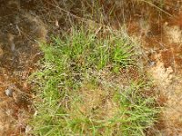 Carex ericetorum 3, Heidezegge, Saxifraga-Rutger Barendse