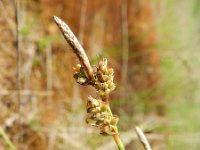Carex ericetorum 4, Heidezegge, Saxifraga-Rutger Barendse