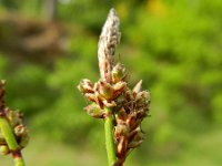 Carex ericetorum 5, Heidezegge, Saxifraga-Rutger Barendse