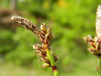 Carex ericetorum 6, Heidezegge, Saxifraga-Rutger Barendse