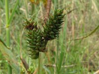 Carex extensa 1, Kwelderzegge, Saxifraga-Rutger Barendse