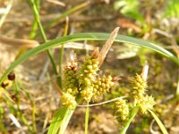 Carex extensa 11, Kwelderzegge, Saxifraga-Rutger Barendse