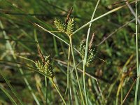 Carex extensa 3, Kwelderzegge, Saxifraga-Piet Zomerdijk