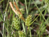 Carex extensa 4, Kwelderzegge, Saxifraga-Rutger Barendse