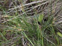Carex extensa 9, Kwelderzegge, Saxifraga-Peter Meininger