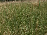 Carex filiformis 1, Draadzegge, Saxifraga-Hans Boll