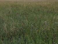 Carex filiformis 2, Draadzegge, Saxifraga-Hans Boll