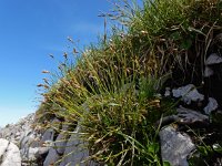Carex firma 10, Saxifraga-Ed Stikvoort