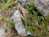 Carex firma 2, Saxifraga-Ed Stikvoort