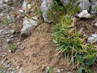 Carex firma 4, Saxifraga-Ed Stikvoort