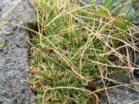 Carex firma 5, Saxifraga-Rutger Barendse