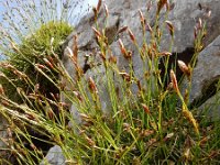 Carex firma 6, Saxifraga-Ed Stikvoort