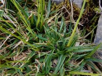 Carex firma 7, Saxifraga-Ed Stikvoort