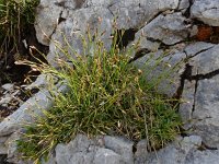 Carex firma 8, Saxifraga-Ed Stikvoort