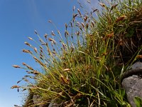 Carex firma 9, Saxifraga-Ed Stikvoort