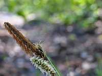Carex flacca 10, Zeegroene zegge, Saxifraga-Jeroen Willemsen