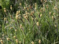 Carex flacca 12, Zeegroene zegge, Saxifraga-Peter Meininger