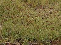 Carex flacca 13, Zeegroene zegge, Saxifraga-Bas Klaver