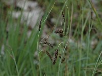 Carex flacca 14, Zeegroene zegge, Saxifraga-Bas Klaver